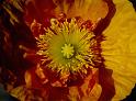 (06) wind poppy